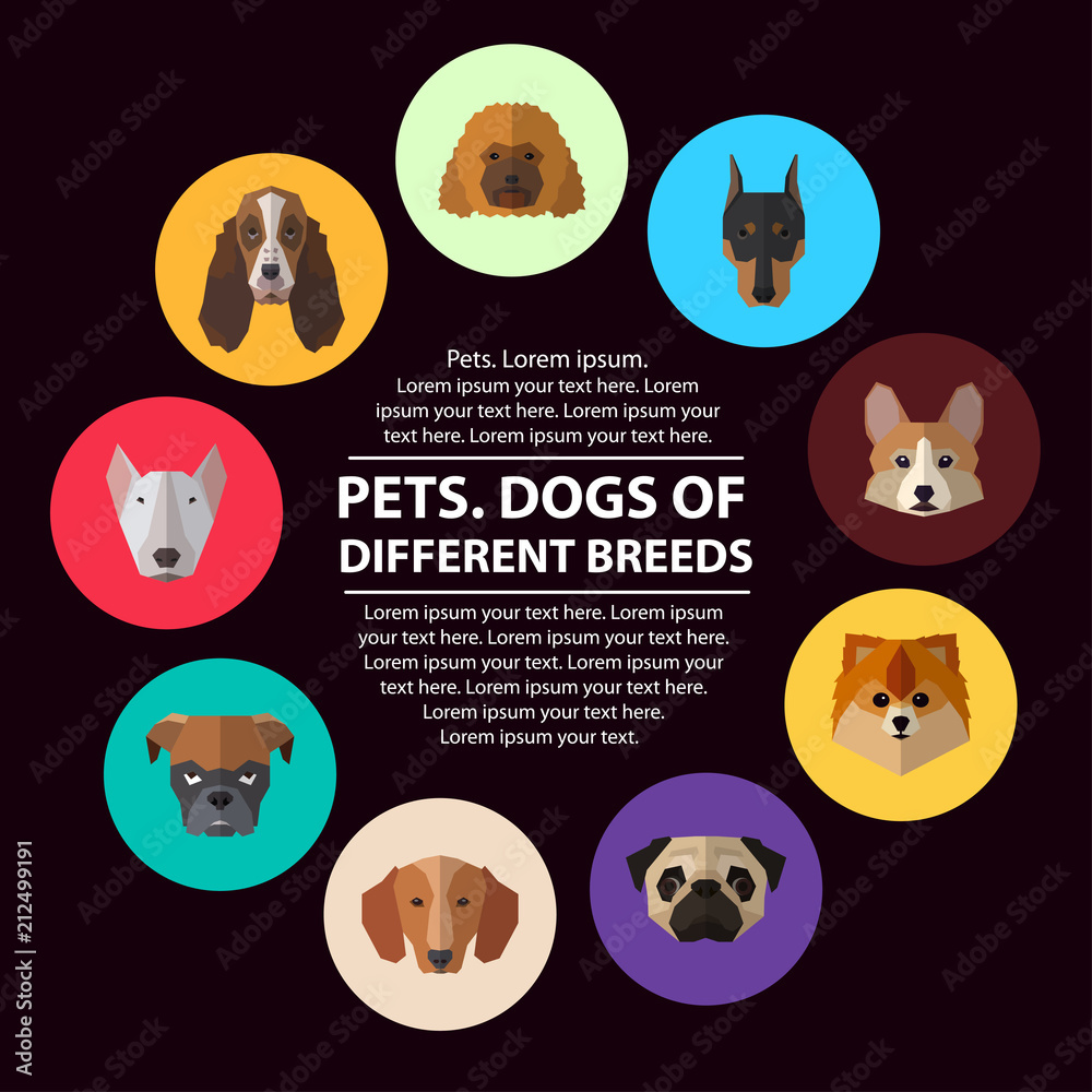 Obraz premium Dogs heads of different breeds.