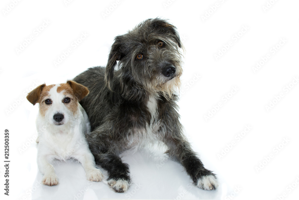 CUTE COUPLE OF WHITE AND BLACK DOGS LYING DOWN ISOLATED ON WHITE BACKGROUND. STUDIO SHOT. COPY SPACE.