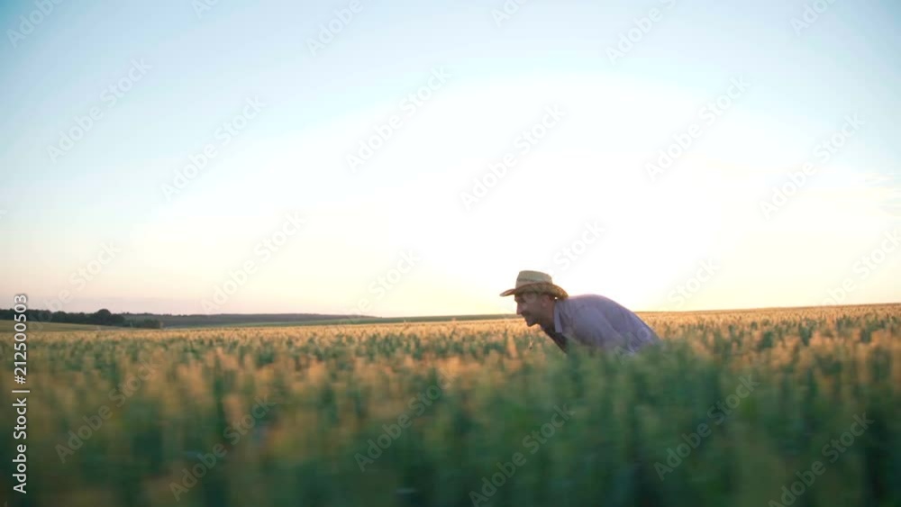 Happy farmer in hat running, spying on in the field of wheat, then smiling Happy farmer in hat running, spying on in the field of wheat, then smiling