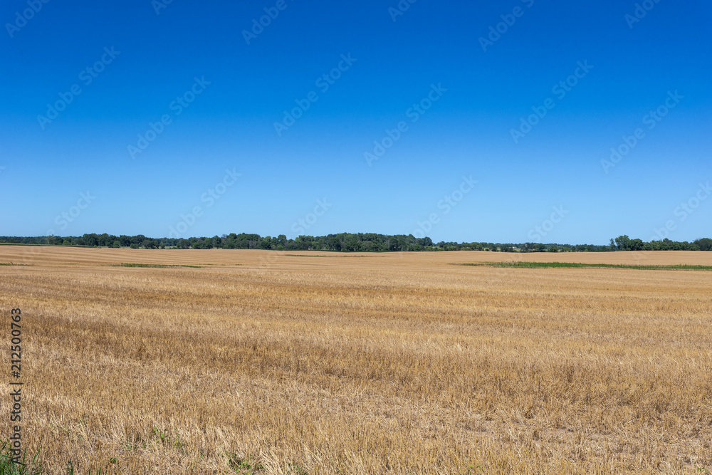 Open yellow field with green trees