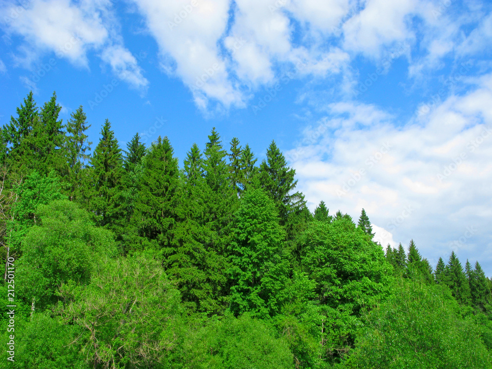 Mixed forest and blue sky with white clouds. Concepts of environmental conservation, natural background, summer backgrounds. Mixed forest and blue sky with white clouds. Concepts of environmental conservation, natural background, summer backgrounds.