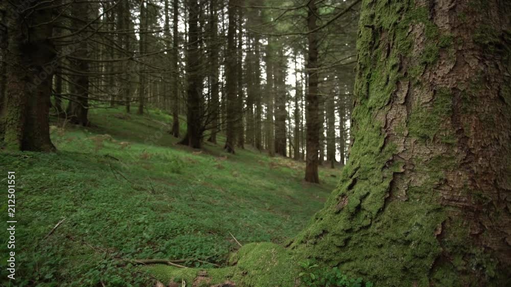 travelling dans une forêt / Pan in a forest