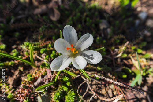 Beautiful crocus flowers