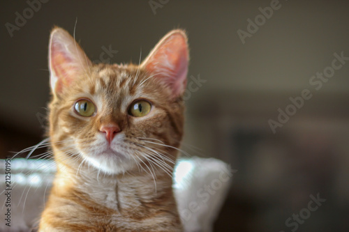 Wallpaper Mural Orange Cat Portrait Torontodigital.ca