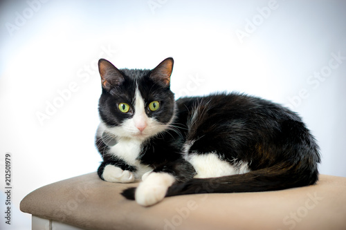 Black and White Tuxedo Cat Pet Portrait