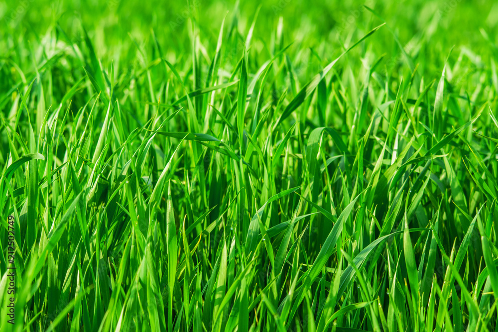 Obraz premium Fresh spring grass on the field - backdrop