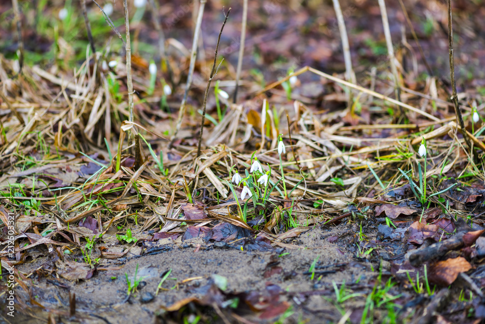 Wild snowdrops Wild snowdrops