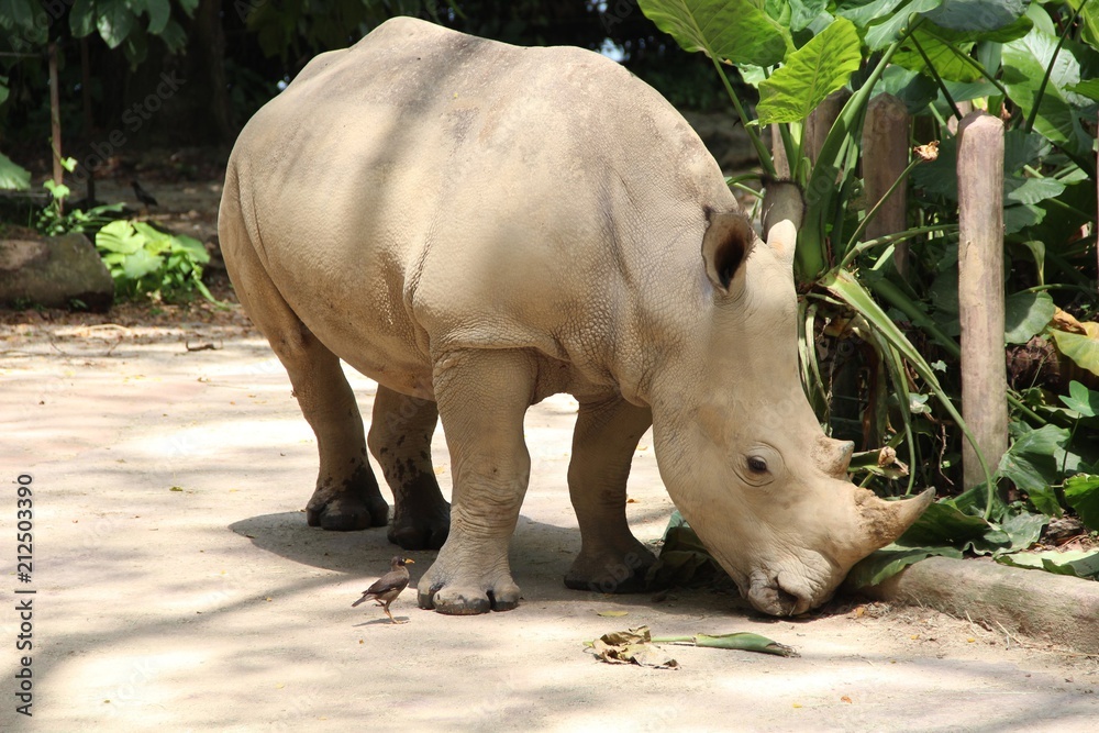 Naklejka premium rhinoceros