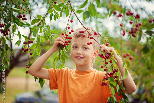 Adorable little child picking red cherries in the garden on summer day.