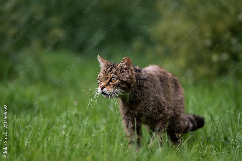 Obraz premium Target in my sites