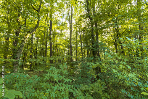Beautiful green forest of fresh green deciduous trees.
