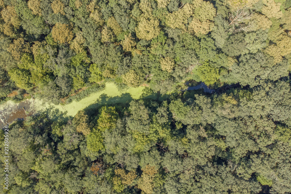 River with algae and duckweed inside forest.