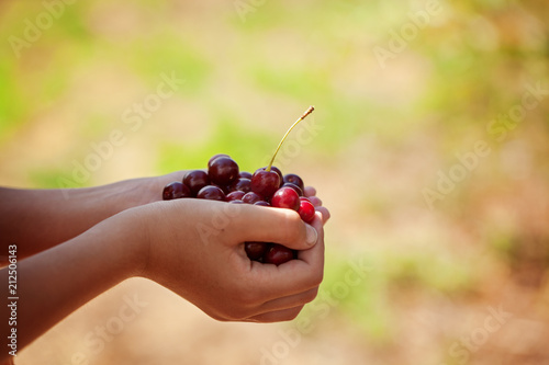 Child's hand holding a red cherries on green nature background. photo