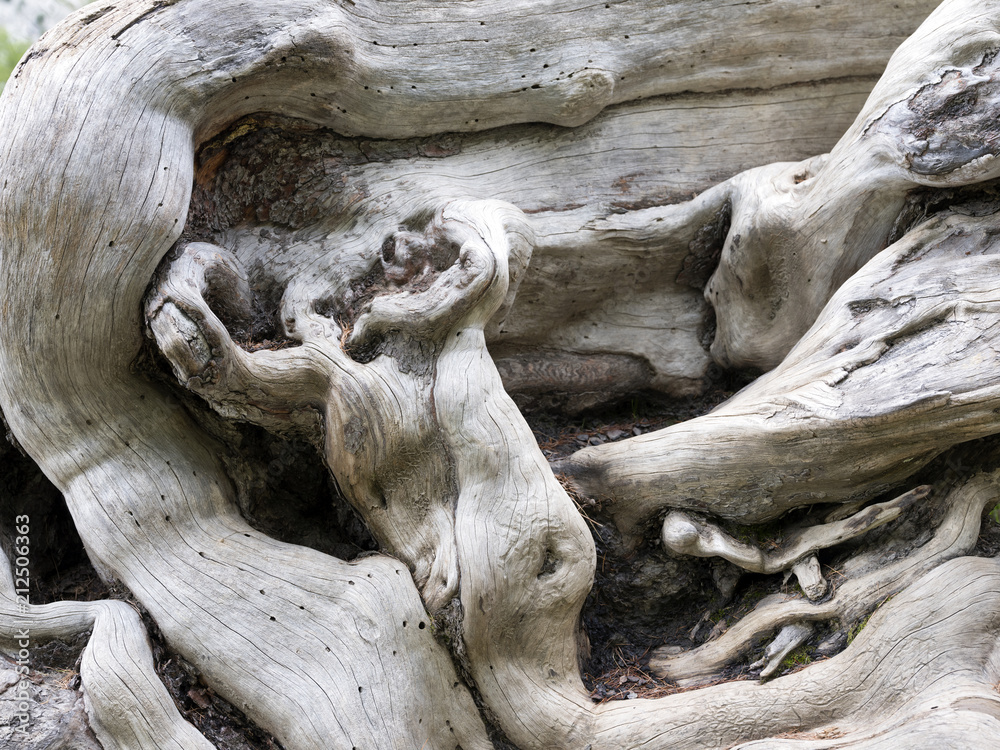 almost abstract composition consisting of intricate forms of tree trunk, branches and roots of very old dead tree almost abstract composition consisting of intricate forms of tree trunk, branches and roots of very old dead tree