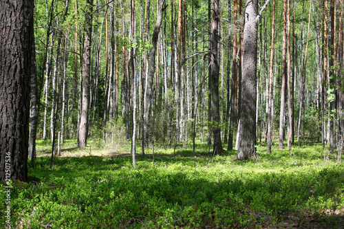 Fototapeta Naklejka Na Ścianę i Meble -  View of the forest in a sunny day