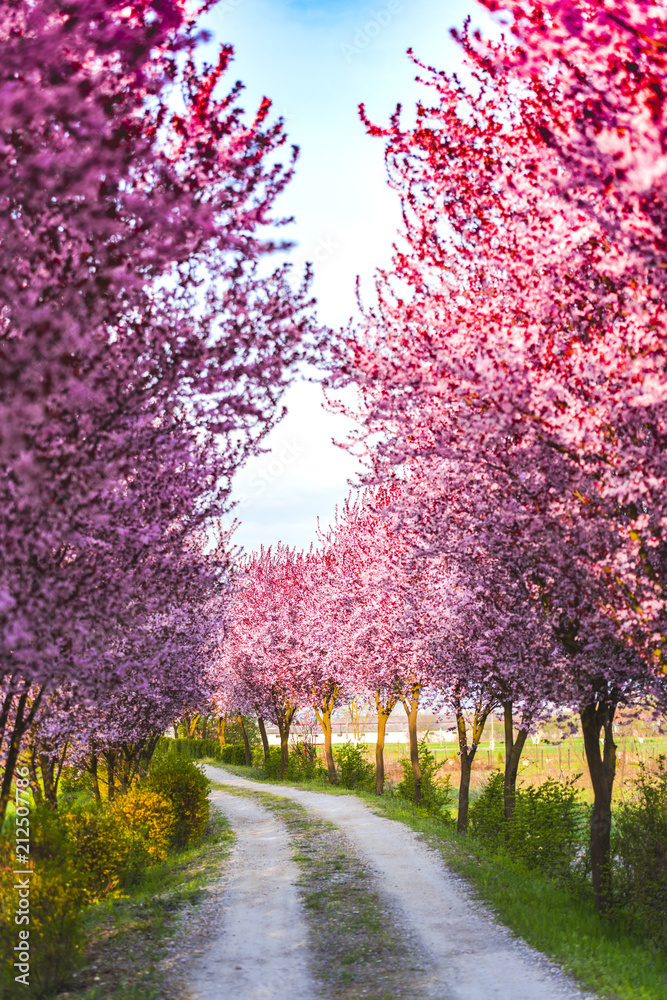 Naklejka premium Cherry wild flowers