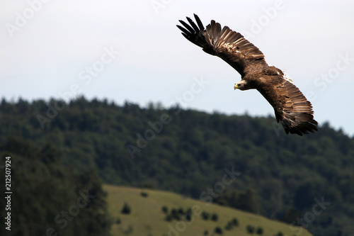 Vulture is the name of a series of mostly large to very large species of birds of prey, which eat mostly mostly or exclusively carrion 