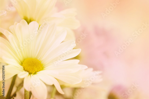 A beautiful white daisy with a yellow center and a soft focus pink and peach colored background with plenty of room for text or copy space on the right side.