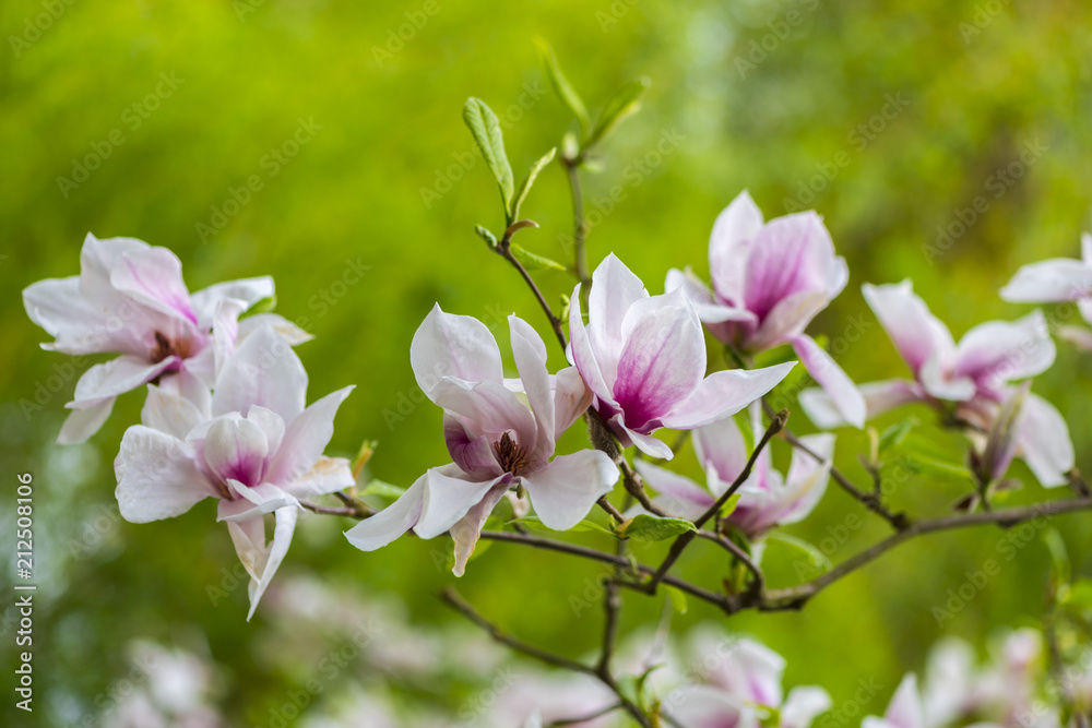 Obraz premium Springtime in the park