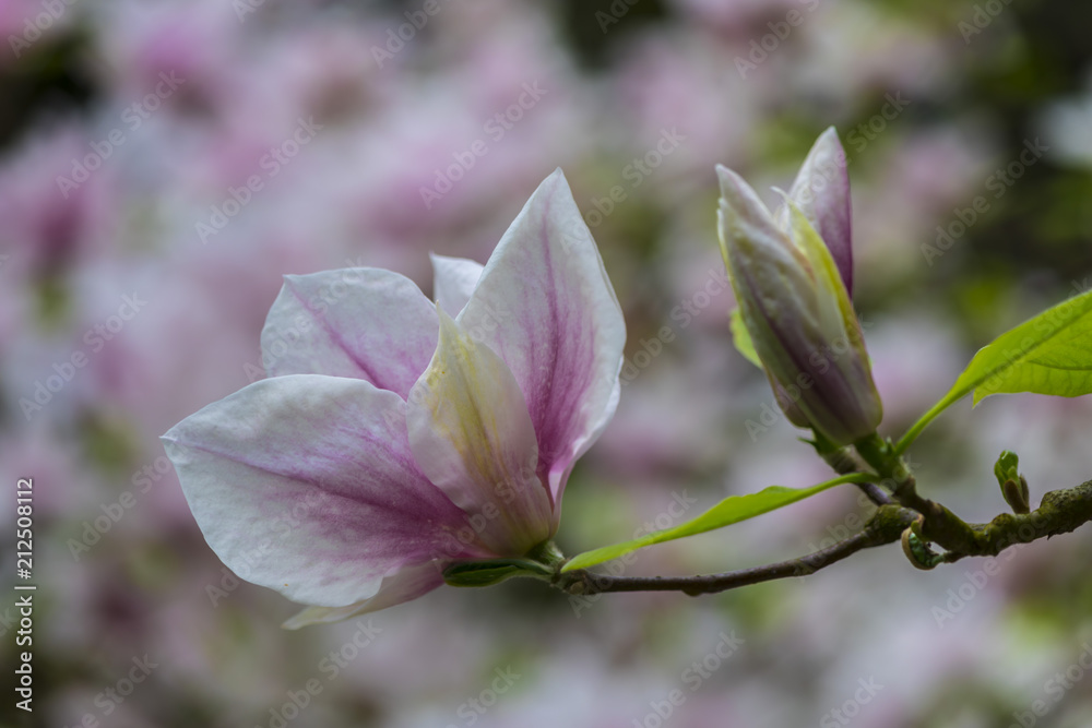 Obraz premium Springtime in the park