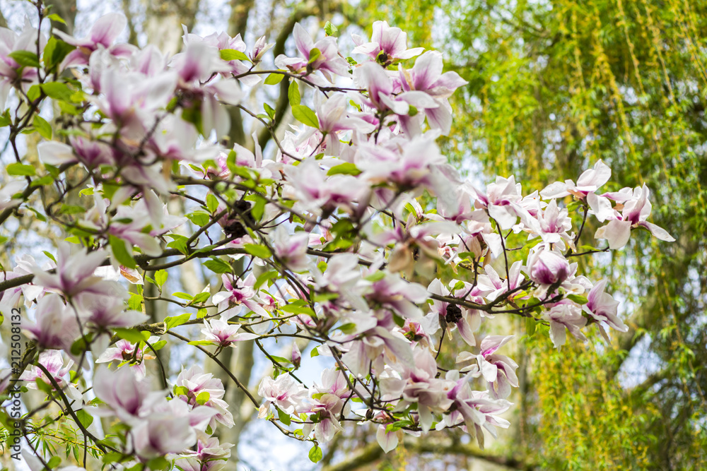 Naklejka premium Springtime in the park