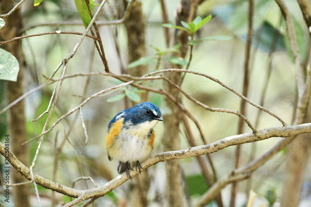 Fototapeta premium 止まり木のルリビタキ 
