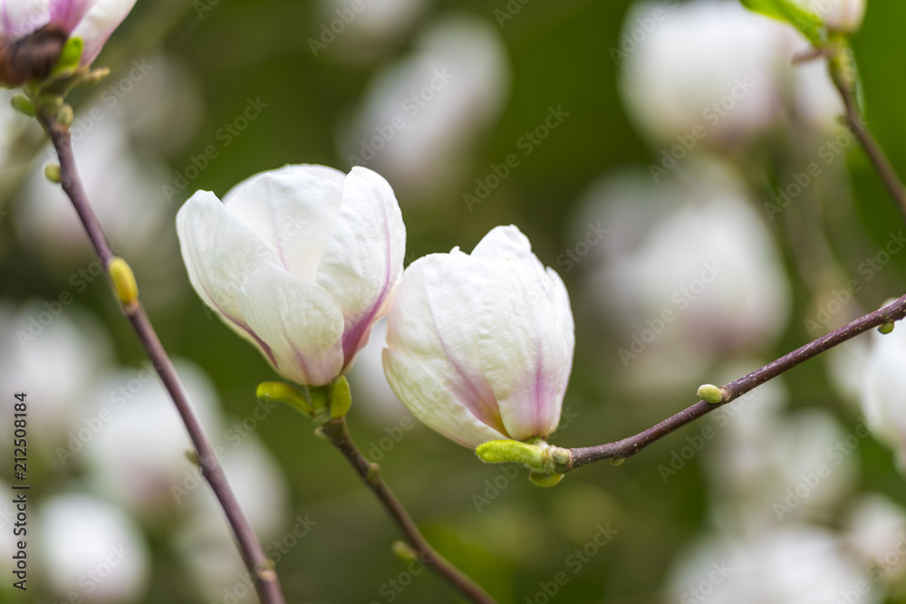 Obraz premium Springtime in the park