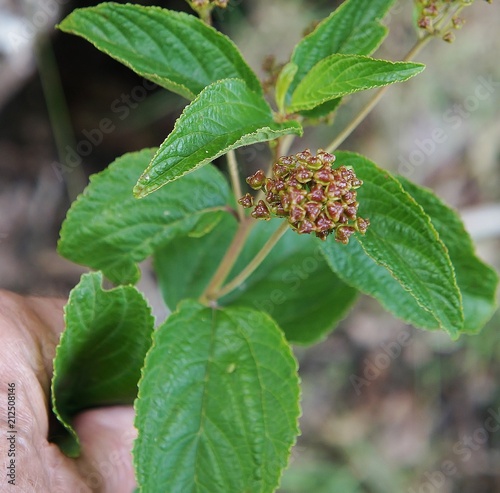 New Jersey Tea fruit