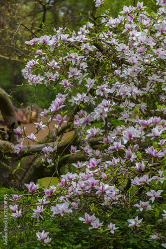 Wallpaper Mural Springtime in the park Torontodigital.ca