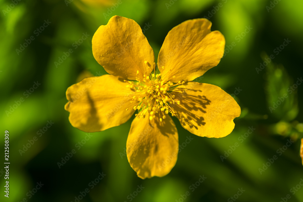 Beautiful spring flowers Beautiful spring flowers