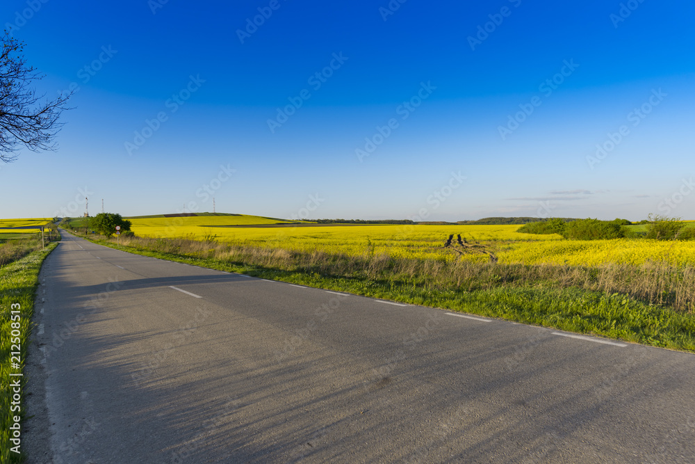 Naklejka premium Rape field in the springtime