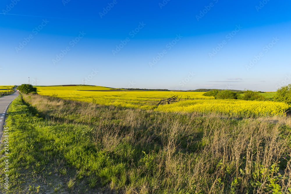 Fototapeta premium Rape field in the springtime