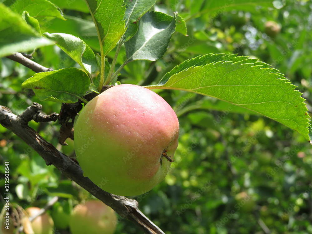 Apple on a tree branch in the summer garden, closeup. Ripe fruit hanging on branch in orchard Apple on a tree branch in the summer garden, closeup. Ripe fruit hanging on branch in orchard