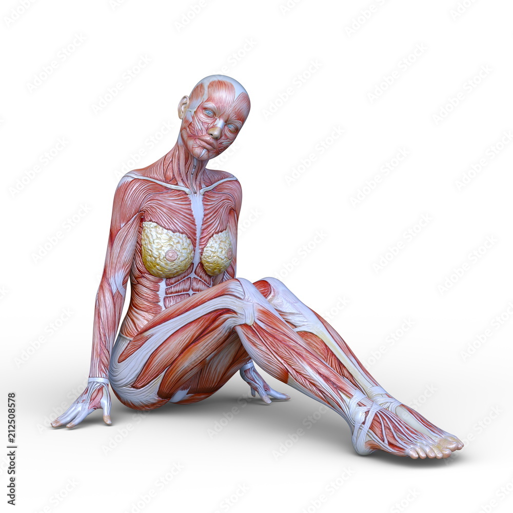 女性人体模型images Browse 27 Stock Photos Vectors And Video Adobe Stock