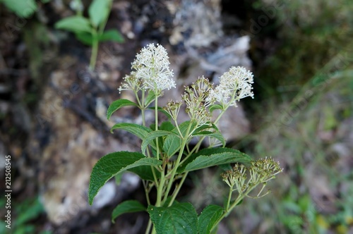 New Jersey Tea flowers