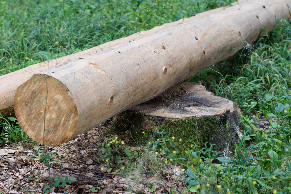 Sparked log of hardwood in the forest. Cut tree prepared for export from the forest. Sparked log of hardwood in the forest. Cut tree prepared for export from the forest.