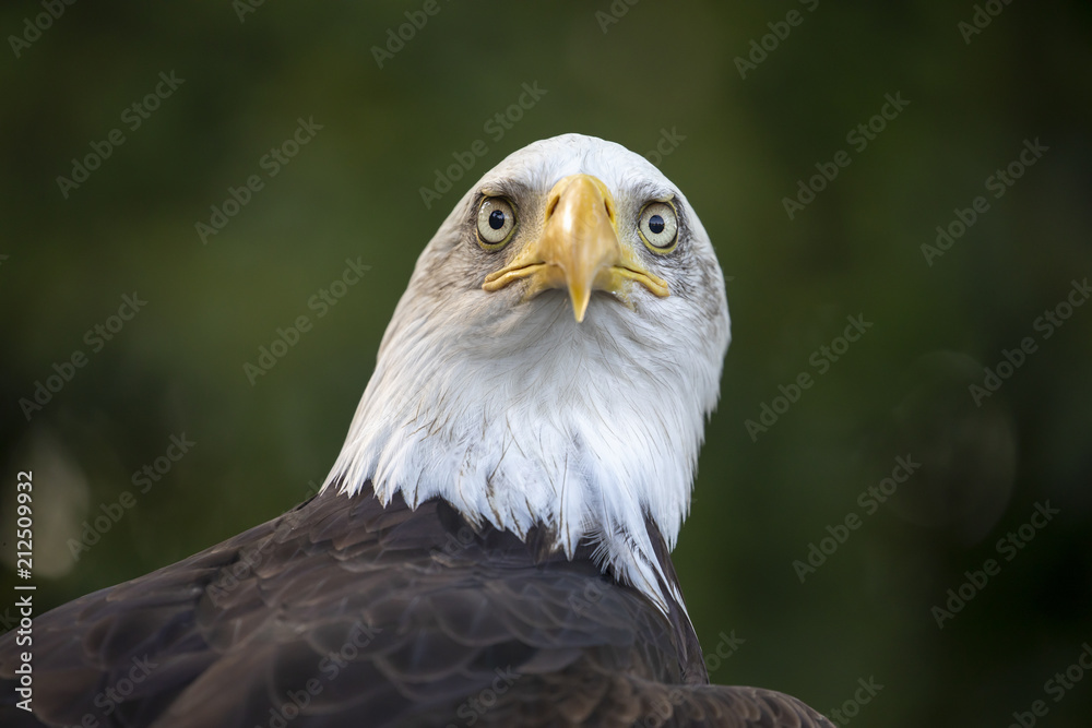 Obraz premium Bald Eagle portrait