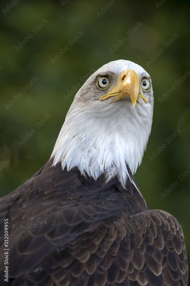 Obraz premium Bald Eagle portrait