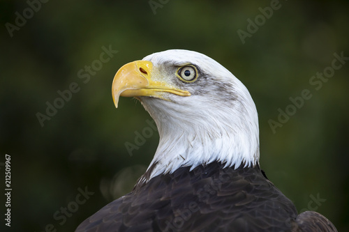 Bald Eagle portrait