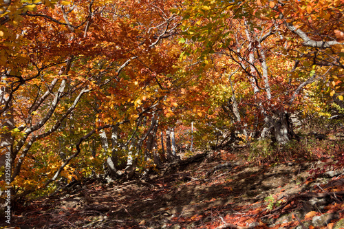 Autumn beech forest. Mountain range Demerdzhi, the Republic of Crimea.