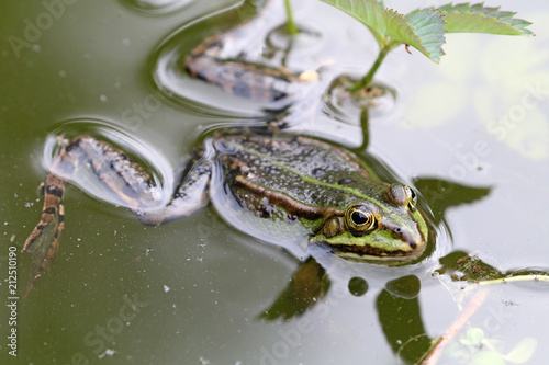 True frog in pond