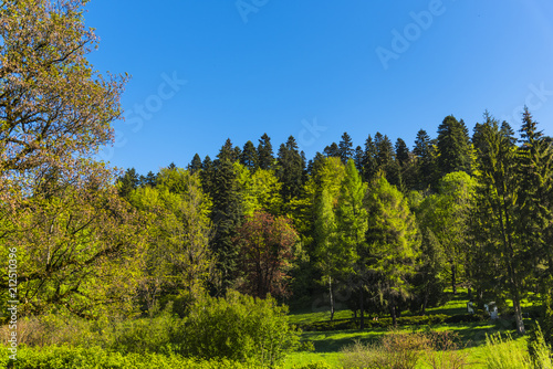 Fototapeta Naklejka Na Ścianę i Meble -  Springtime in the forest