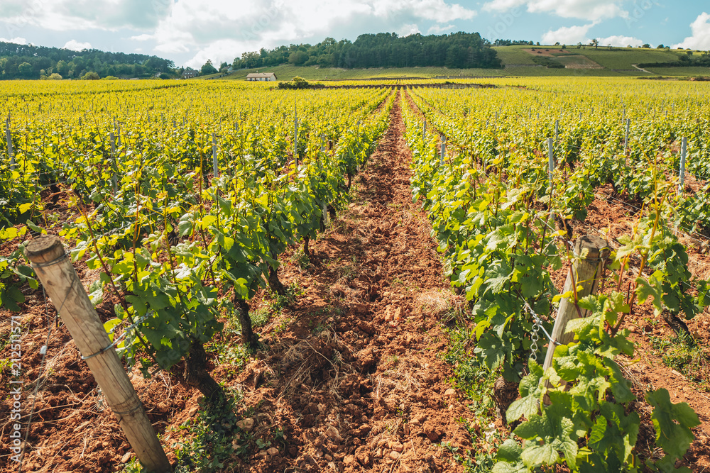 Vineyards in Burgundy, France