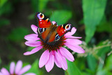 Closeup of peacock butterfly Inachis io with colorful wings on pink echinacea flower, coneflower. Blurred garden background.