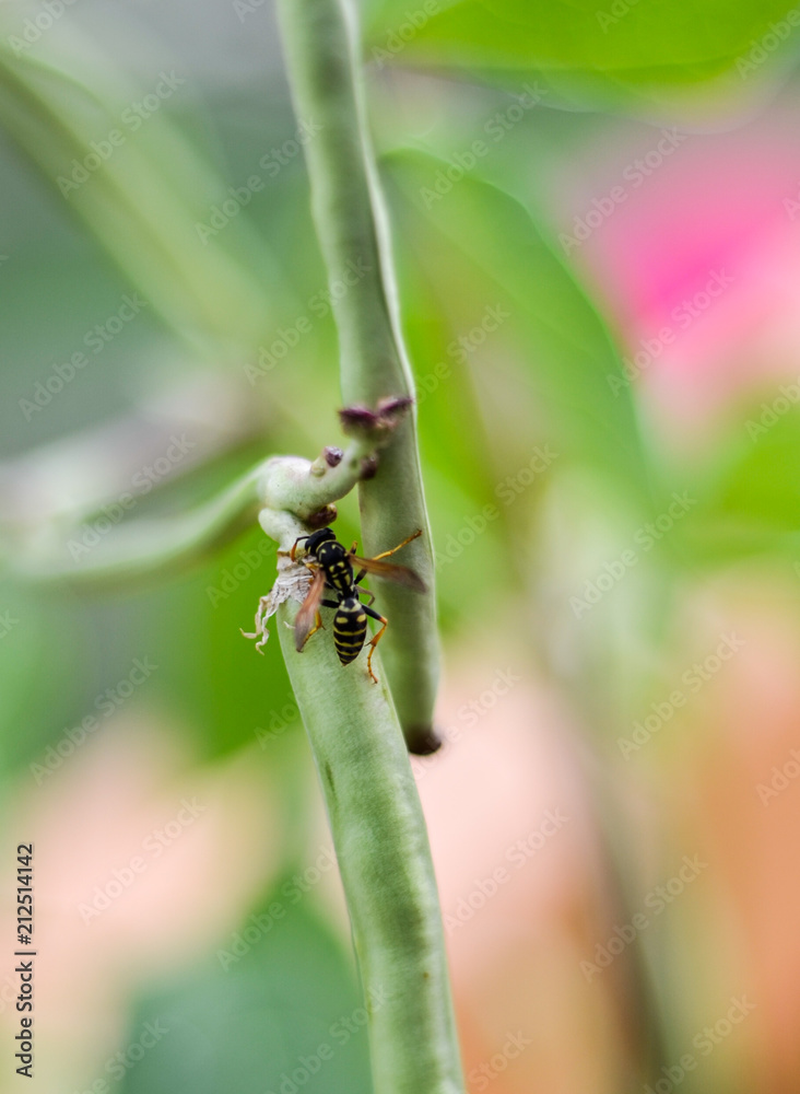 Fototapeta premium Insect on Green Plant
