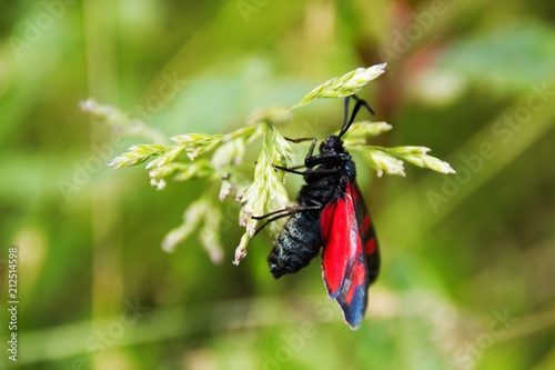 Butterfly with black and red wings sits on a blade of grass. The Zygaenidae moths are a family of Lepidoptera. photo