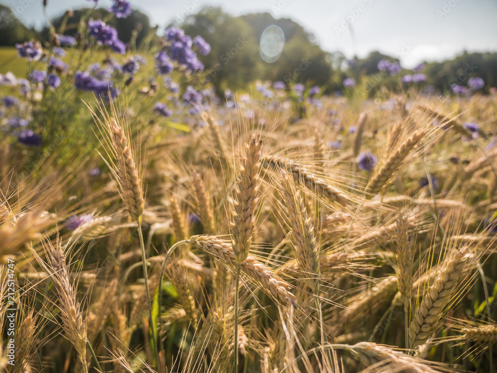 Fototapeta premium Field with wheat in summer on a sunny day. 