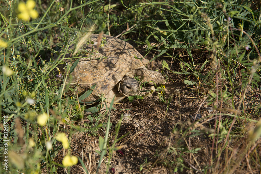 Fototapeta premium Horsfield Tortoise in Tandooreh National Park, Khorasan, Iran