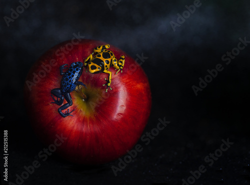 Fotografija apple with two dendrobates