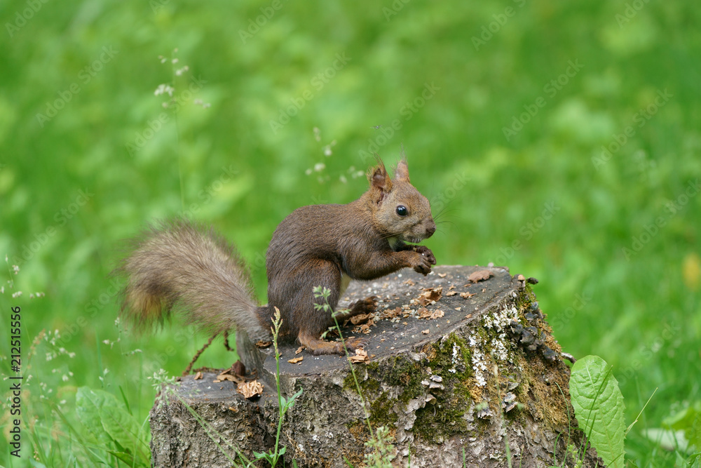 Obraz premium リス